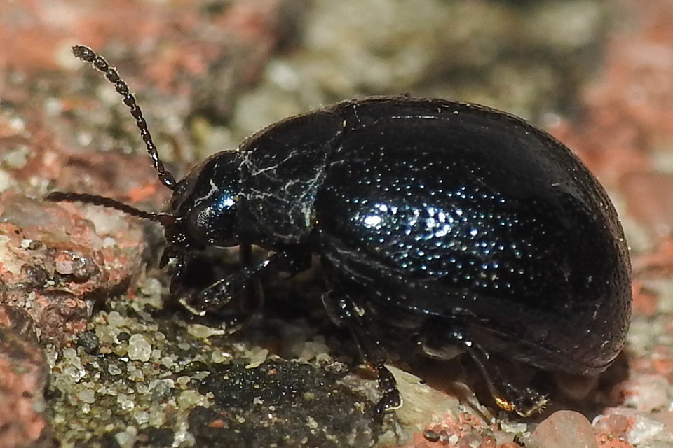 Chrysolina haemoptera - mezei levélbogár