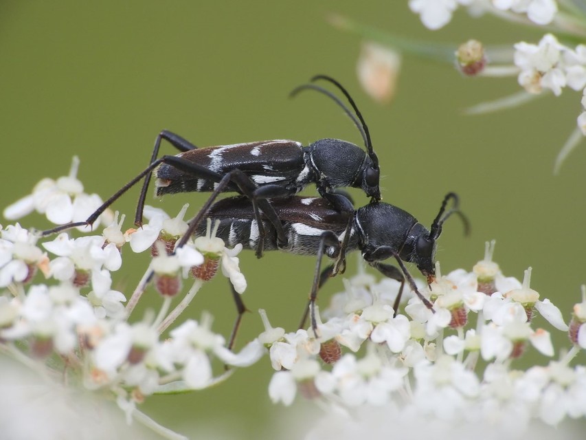 Chlorophorus sartor - feketevállú darázscincér