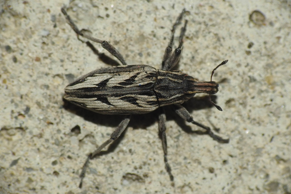 Coniocleonus nigrosuturatus - nyíljegyes barkó