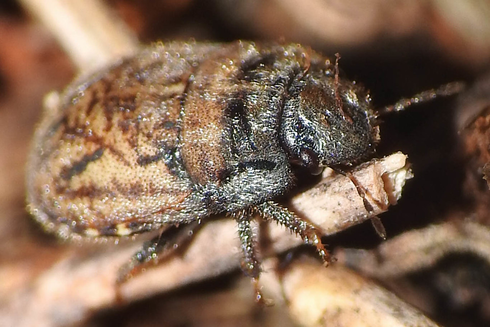 Odontoscelis Odontoscelis
