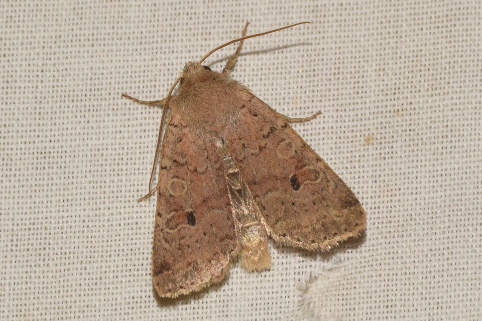 Propenistra laevis - könnyű őszibagoly