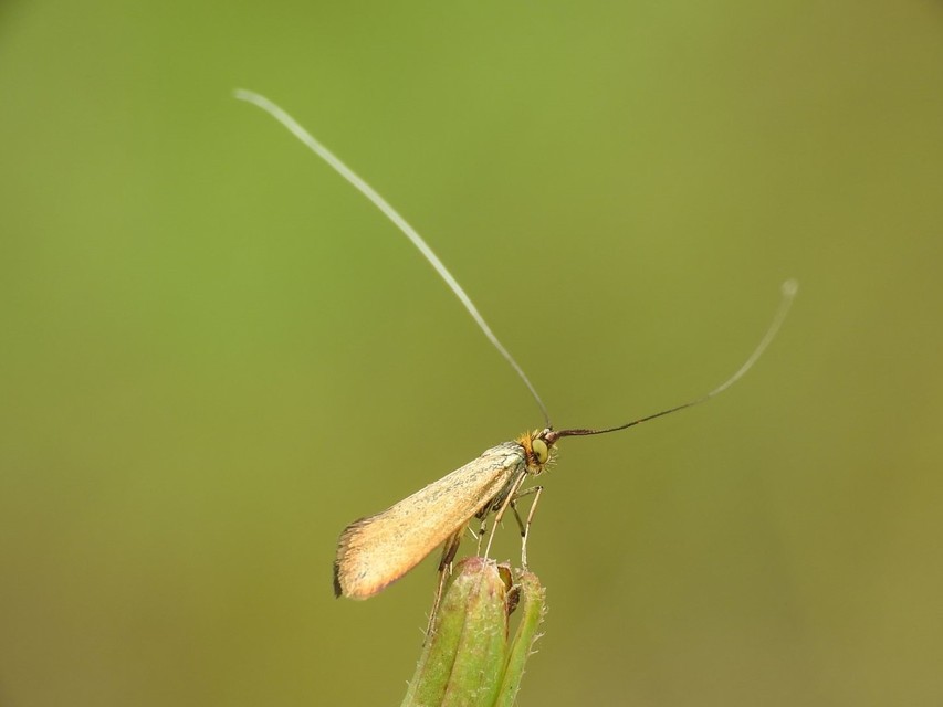 Nemophora metallica - fémszínű tőrösmoly