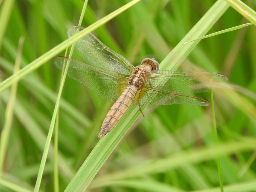 Crocothemis erythraea - skarlát szitakötő