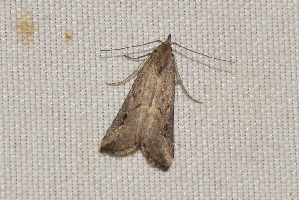 Schrankia costaestrigalis - keskenyszárnyú karcsúbagoly