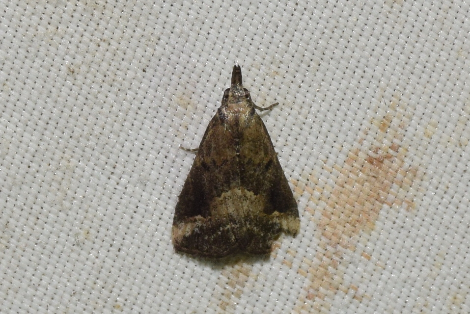 Schrankia costaestrigalis - keskenyszárnyú karcsúbagoly