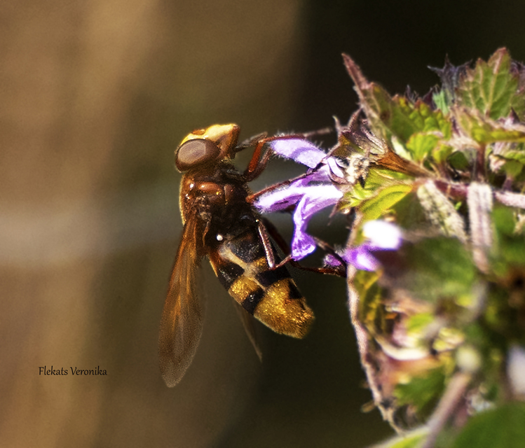Volucella zonaria - kétöves pihelégy