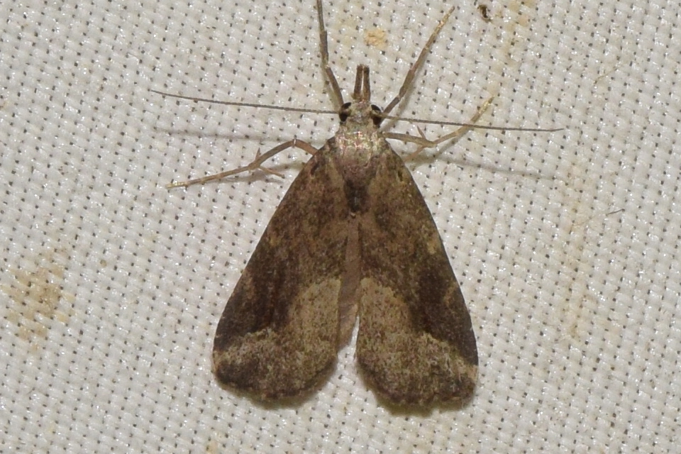 Schrankia costaestrigalis - keskenyszárnyú karcsúbagoly
