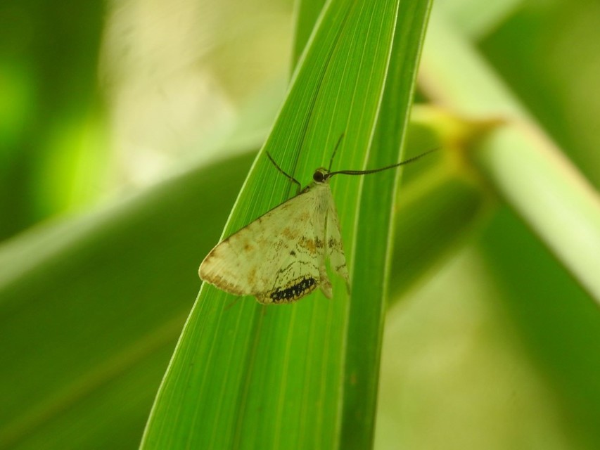 Cataclysta lemnata - békalencsemoly