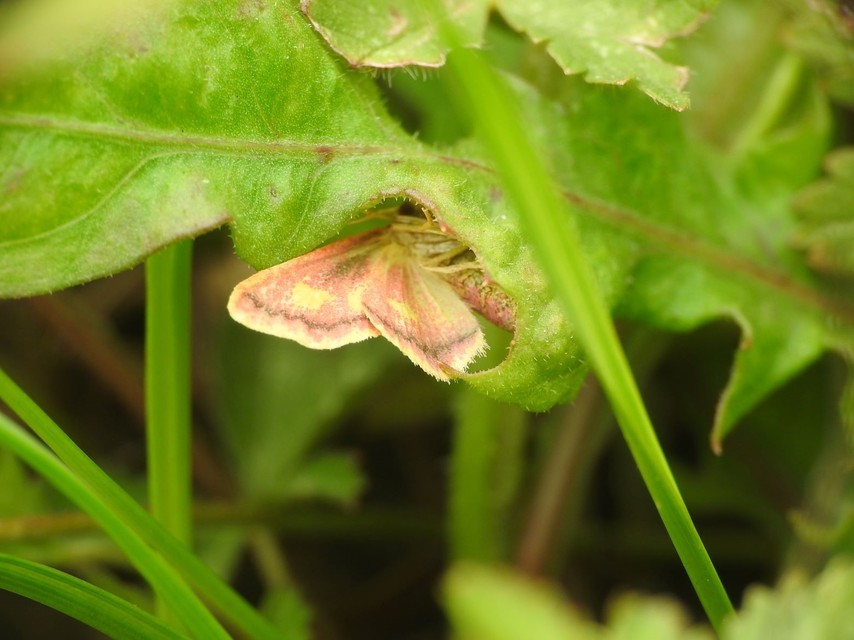 Idaea muricata - mocsári pirosaraszoló
