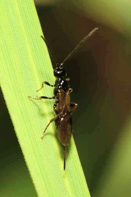 Braconidae - gyilkosfürkészek