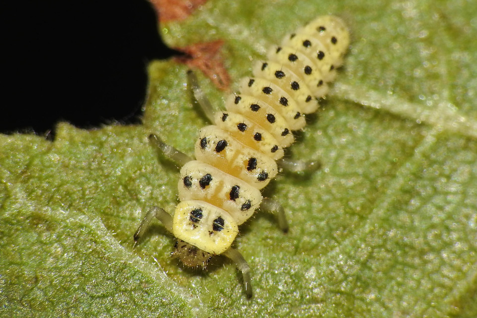 Vibidia duodecimguttata - tizenkétcseppes füsskata
