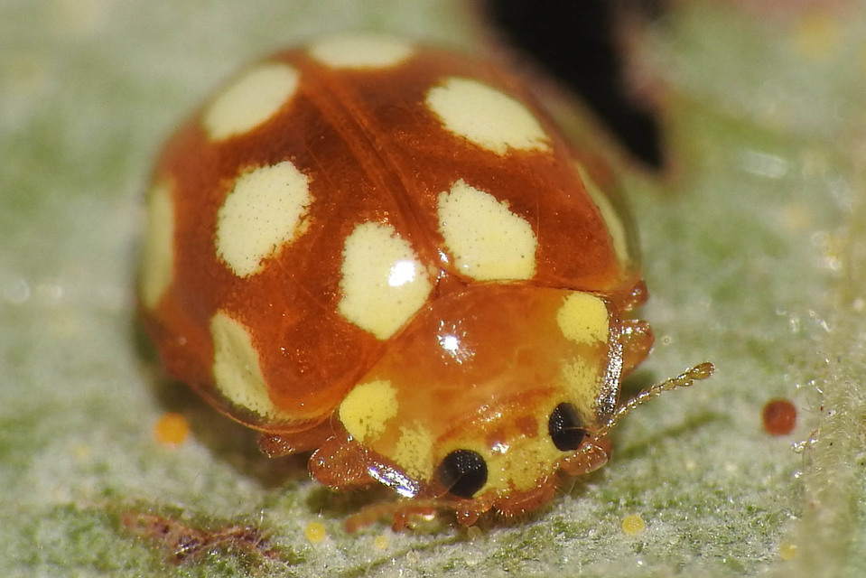 Vibidia duodecimguttata - tizenkétcseppes füsskata