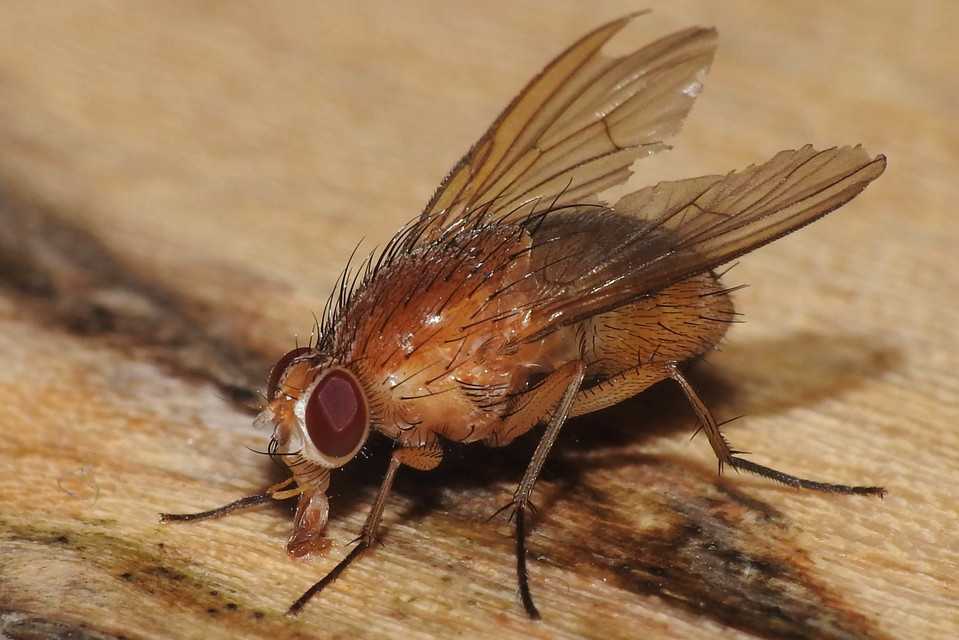 Phaonia pallida