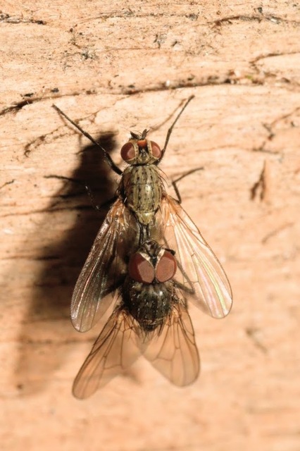 Anthomyiidae - viráglegyek