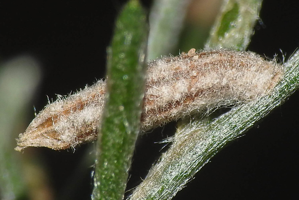 Coleophora albicans - feketeürömlakó zsákosmoly