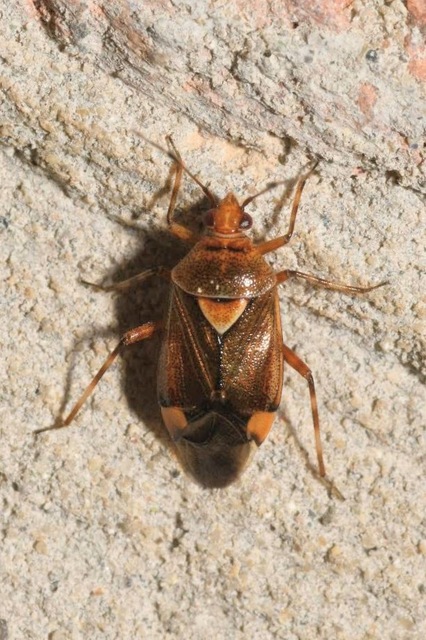 Deraeocoris flavilinea