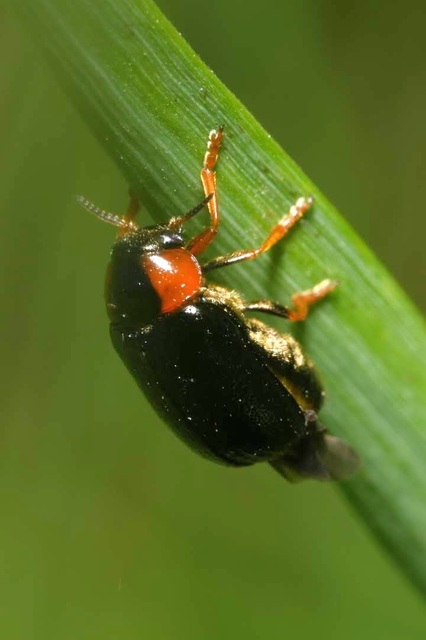 Smaragdina aurita - feketehátú zsáklevelész
