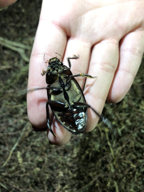 Hydrophilus piceus - közönséges óriáscsibor