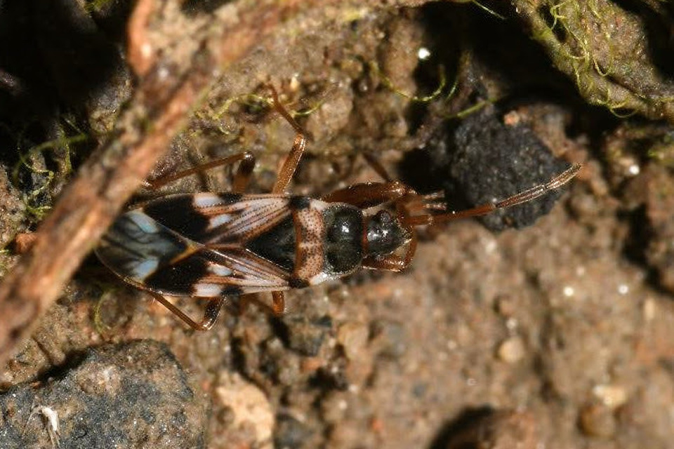 Scolopostethus pictus Scolopostethus pictus