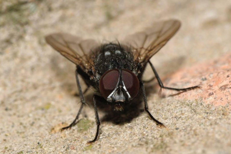 Muscina levida