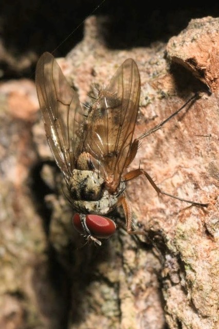 Helina sexmaculata
