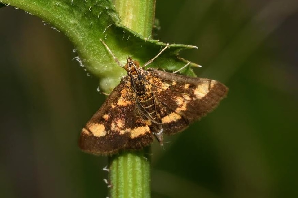 Pyrausta aurata - aranyló bíbormoly