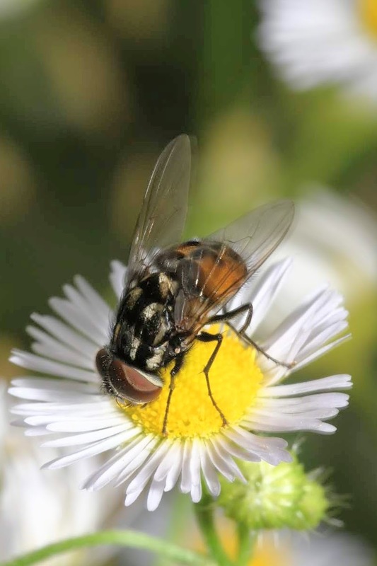 Graphomya maculata