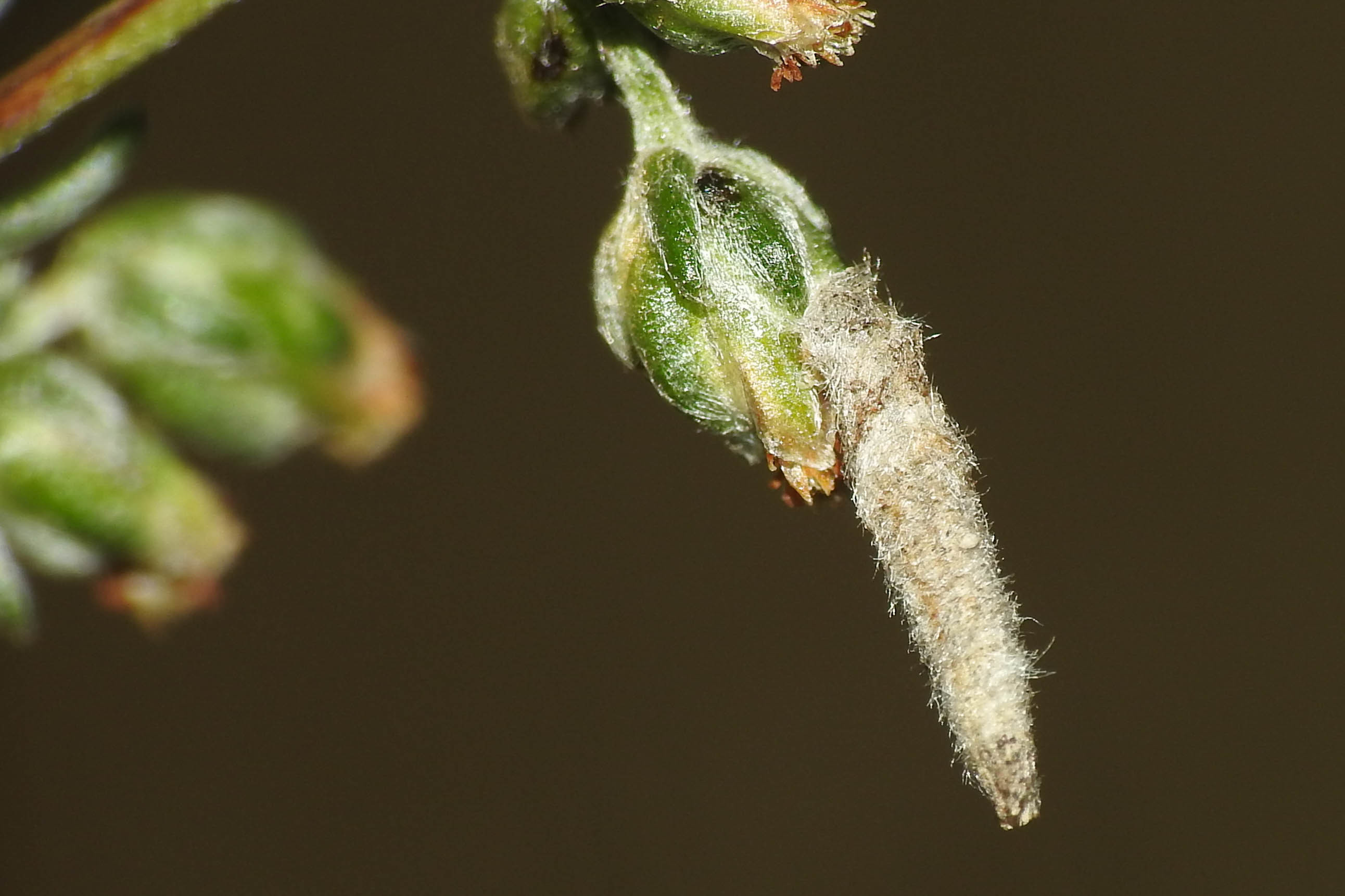 Coleophora succursella - nyugati zsákosmoly