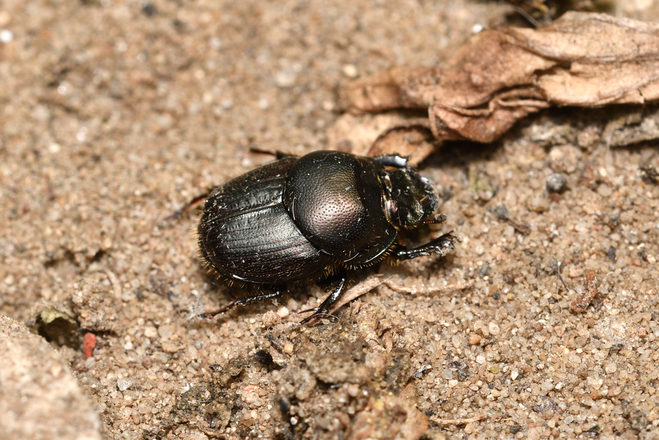 Onthophagus illyricus - tülkös trágyatúró