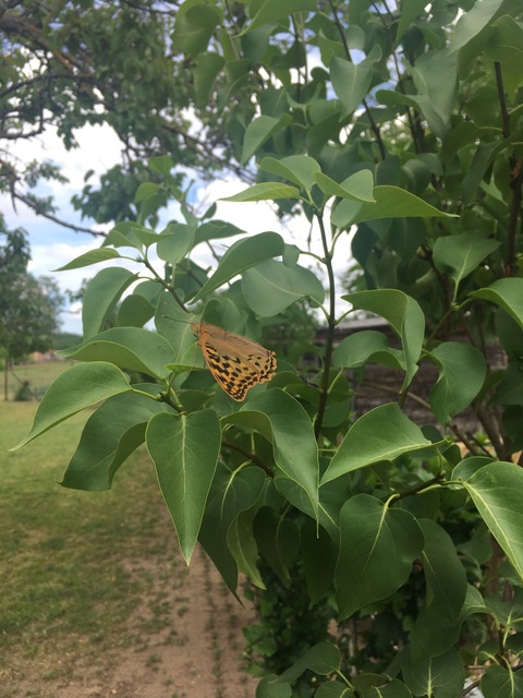 Argynnis pandora - zöldes gyöngyházlepke