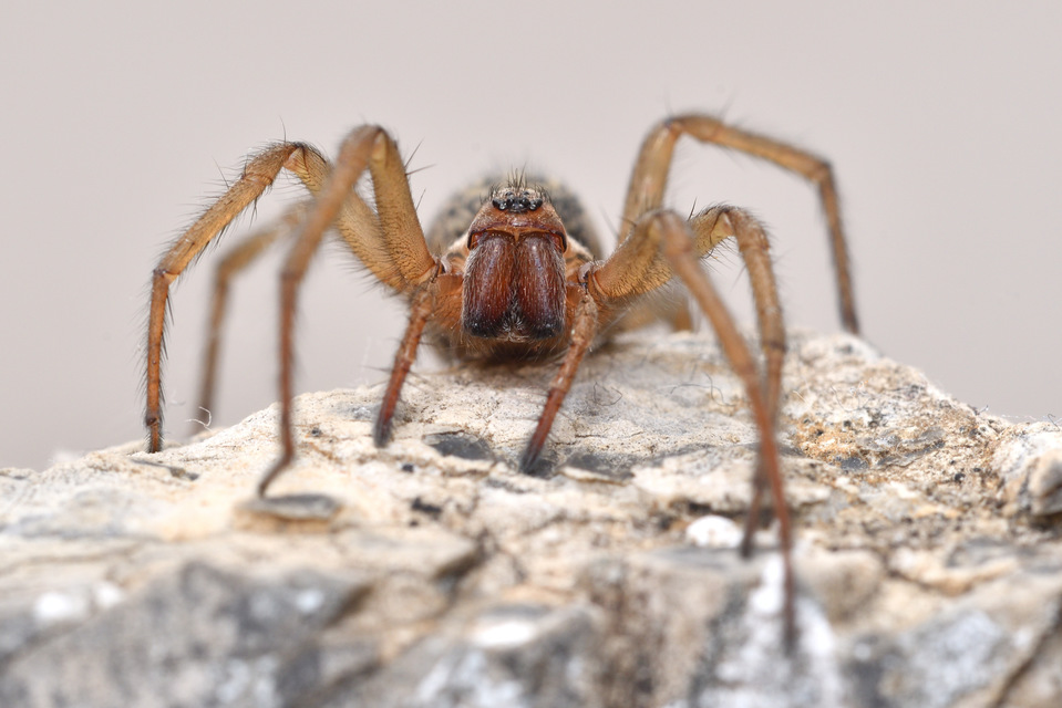 Eratigena agrestis - réti zugpók