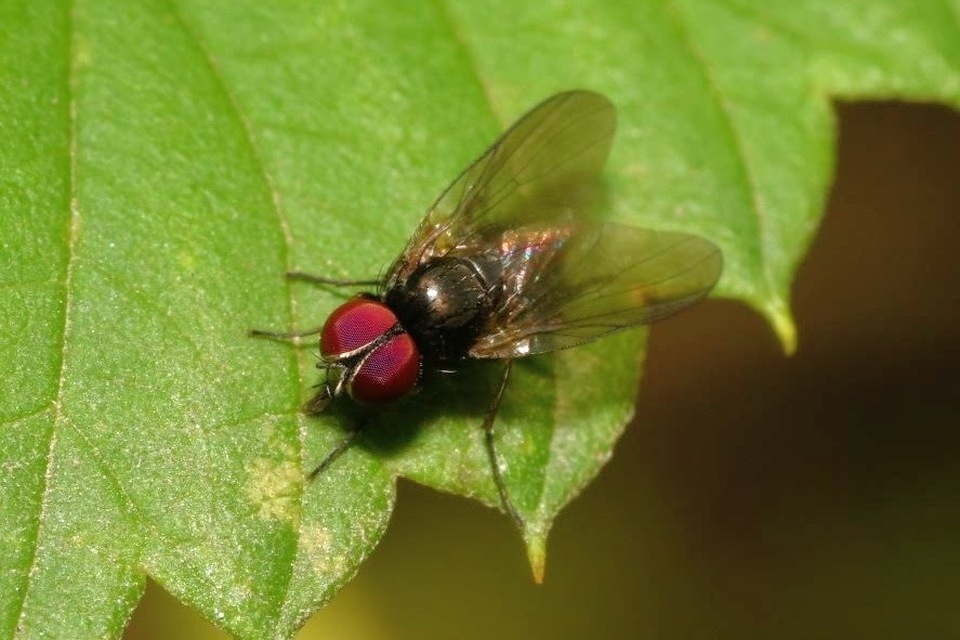 Fannia