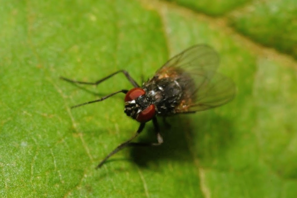 Hydrotaea