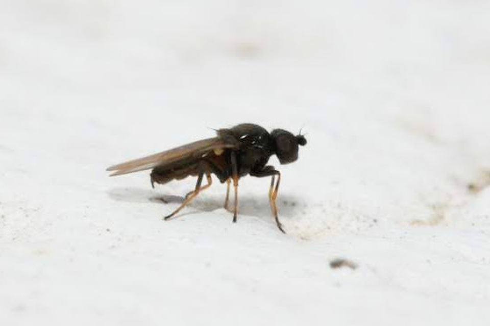 Chloropidae - gabonalegyek