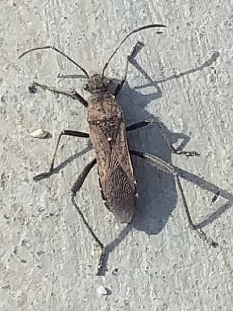 Alydus calcaratus - szőrös tövispoloska