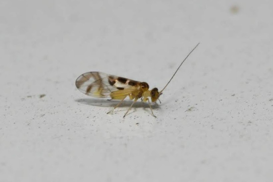 Graphopsocus cruciatus