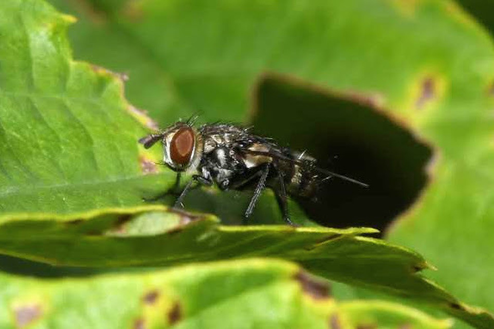 Nemorilla