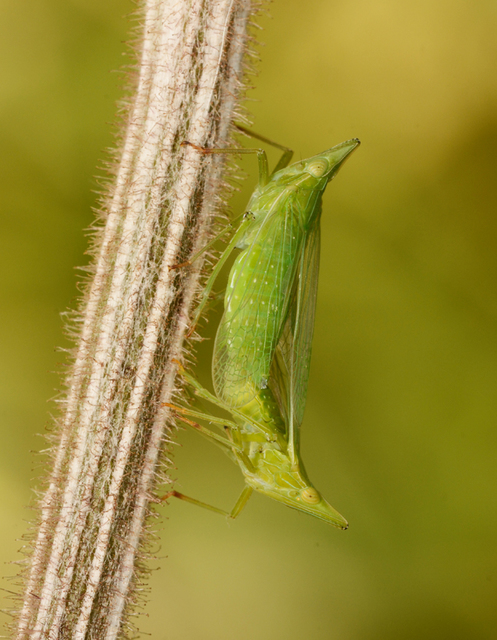 Dictyophara europaea