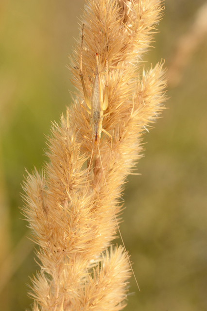Oecanthus pellucens - pirregőtücsök