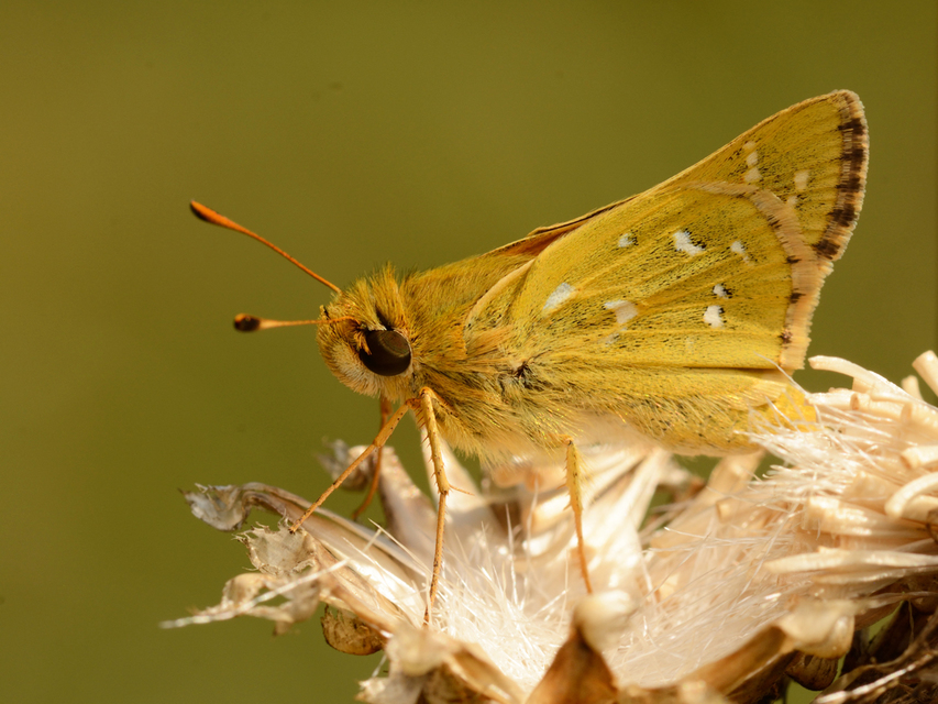 Hesperia comma - vesszős busalepke