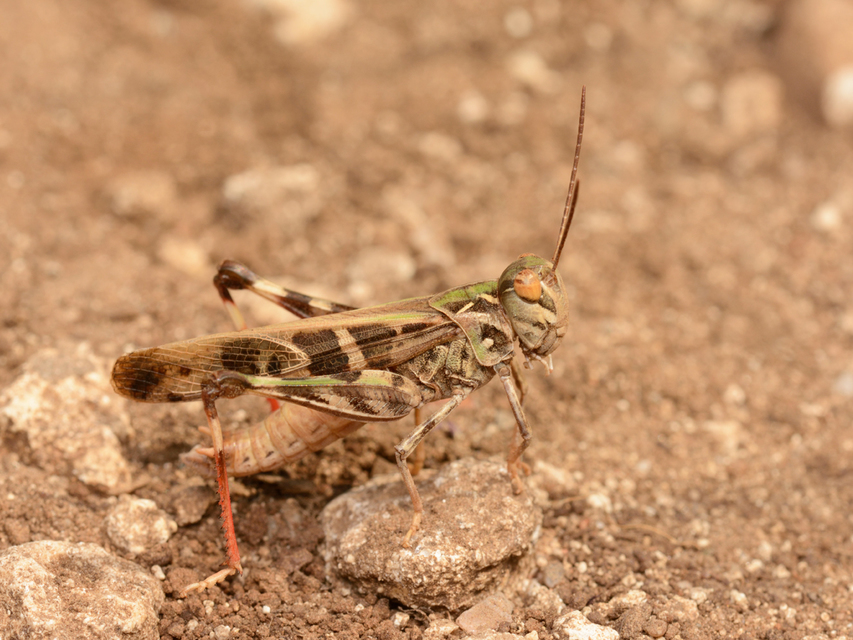 Oedaleus decorus - szalagos sáska