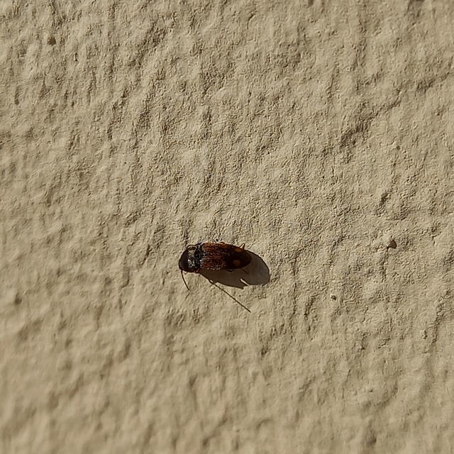 Drasterius bimaculatus - változékony pattanó