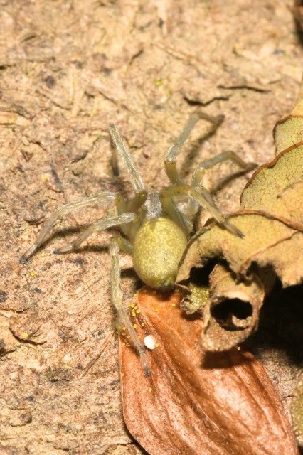 Cheiracanthium
