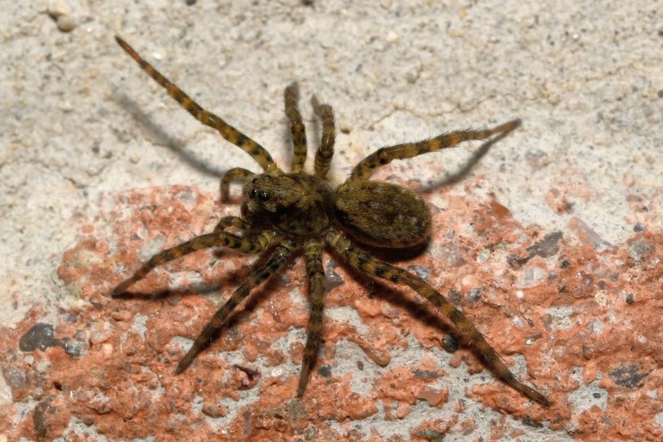 Arctosa