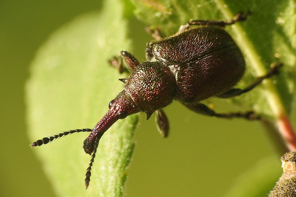 Rhynchites auratus - aranyos eszelény Rhynchites auratus - aranyos eszelény