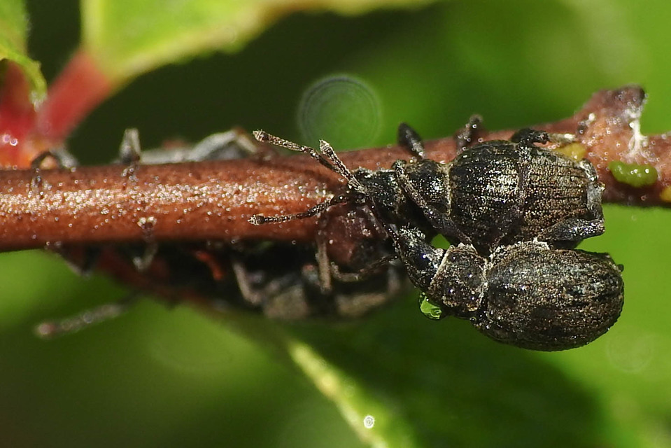 Peritelus familiaris - nagy kendermagbogár