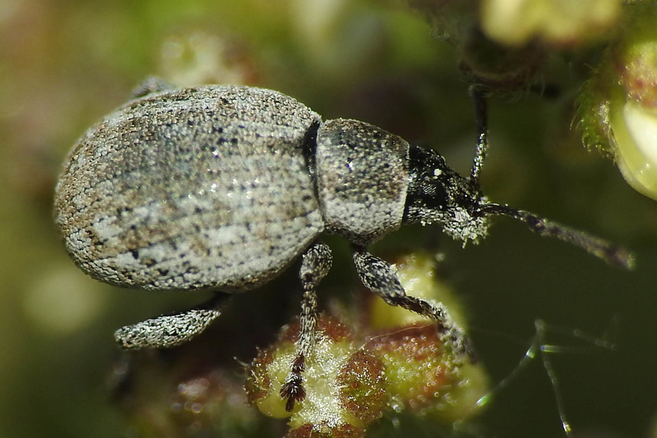 Peritelus familiaris - nagy kendermagbogár