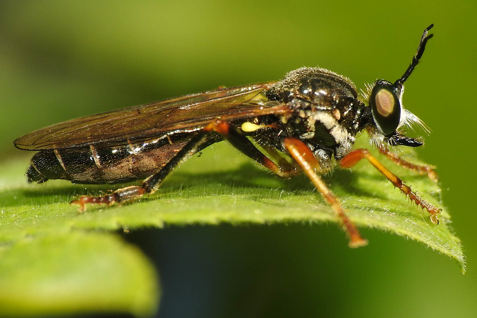 Dioctria rufipes