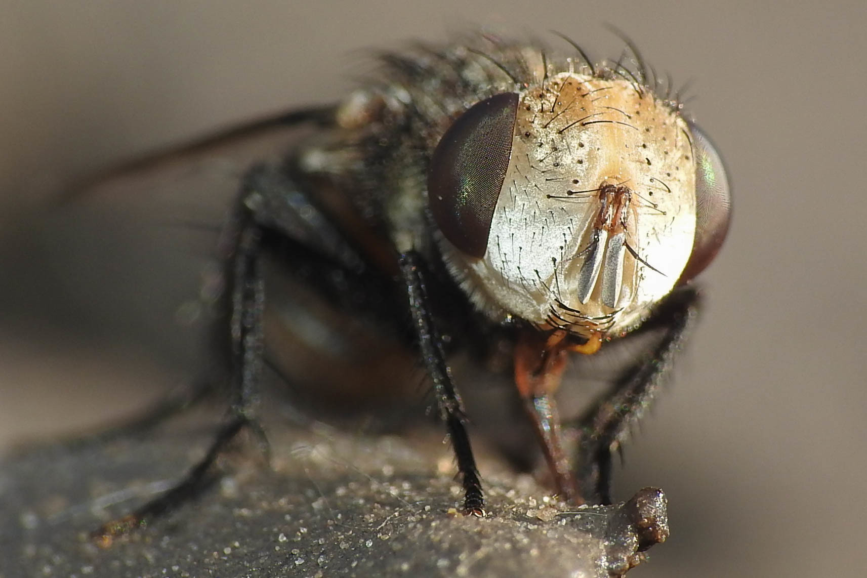 Gonia ornata