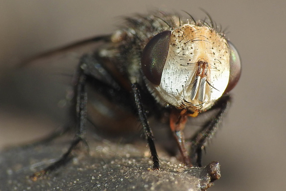 Gonia ornata